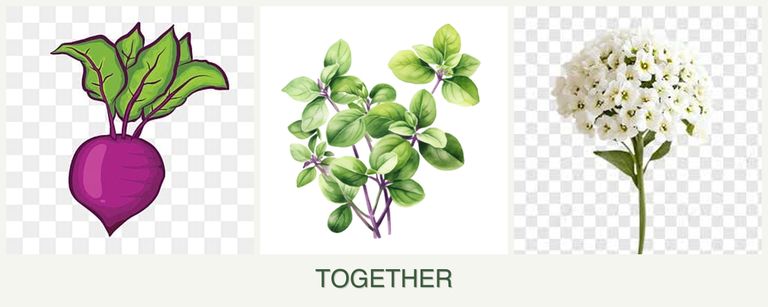 Can you plant beets, oregano and alyssum together?