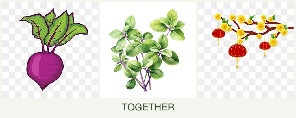 Can you plant beets, oregano and apricots together?