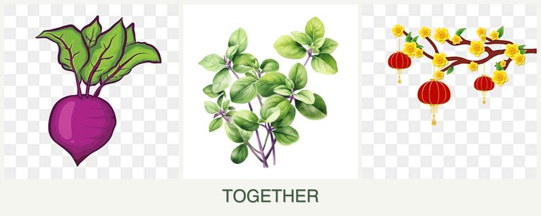 Can you plant beets, oregano and apricots together?