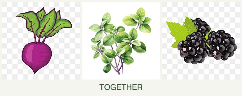 Can you plant beets, oregano and blackberries together?