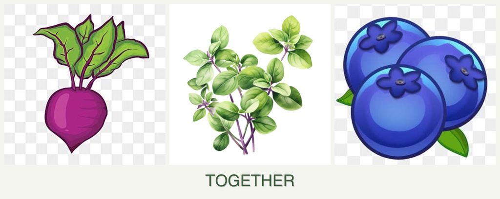 Can you plant beets, oregano and blueberries together?