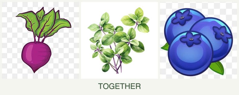 Can you plant beets, oregano and blueberries together?