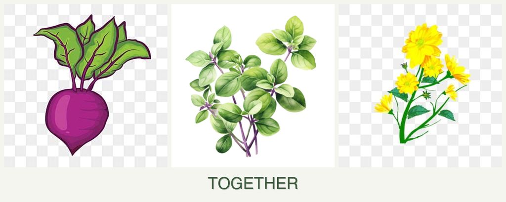 Can you plant beets, oregano and calendula together?