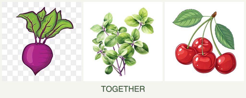 Can you plant beets, oregano and cherries together?