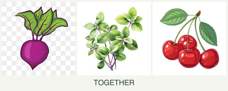 Can you plant beets, oregano and cherries together?