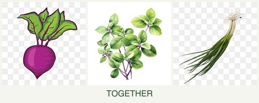 Can you plant beets, oregano and chives together?