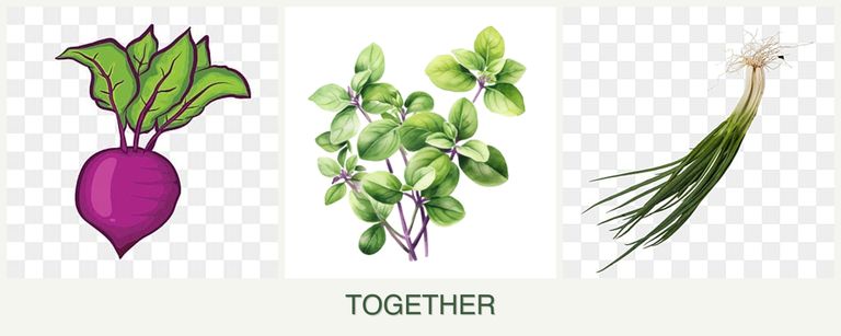 Can you plant beets, oregano and chives together?