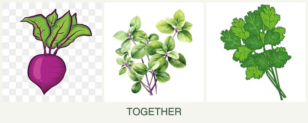 Can you plant beets, oregano and cilantro together?