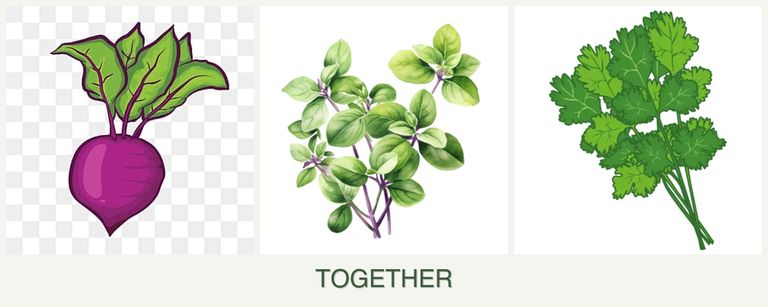 Can you plant beets, oregano and cilantro together?