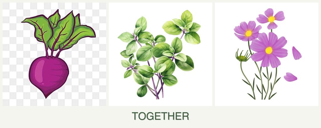 Can you plant beets, oregano and cosmos together?