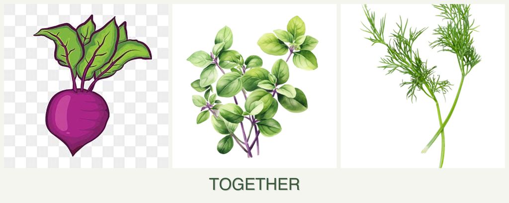 Can you plant beets, oregano and dill together?
