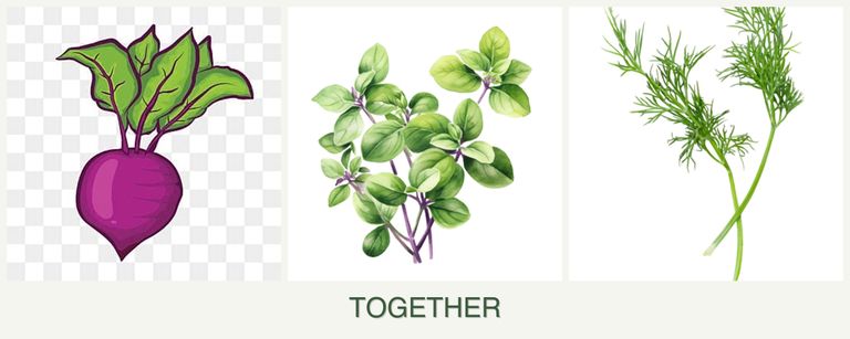 Can you plant beets, oregano and dill together?