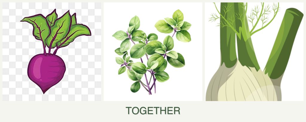 Can you plant beets, oregano and fennel together?