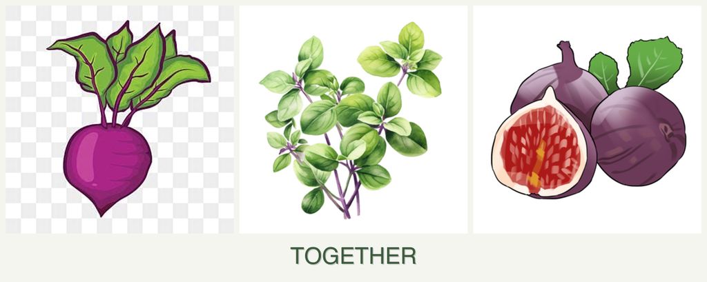 Can you plant beets, oregano and figs together?