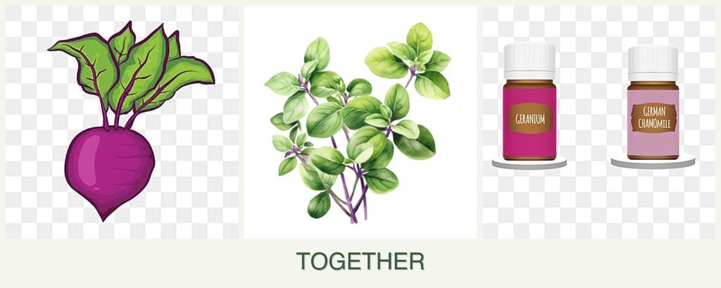 Can you plant beets, oregano and geraniums together?
