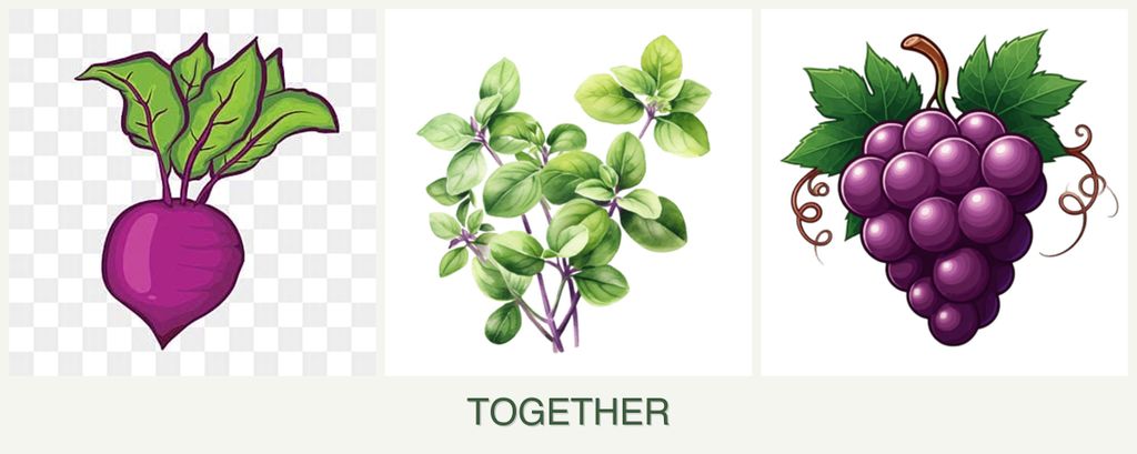 Can you plant beets, oregano and grapes together?