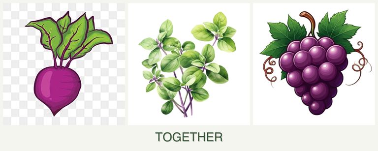 Can you plant beets, oregano and grapes together?