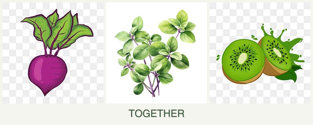 Can you plant beets, oregano and kiwi together?