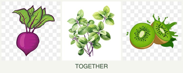 Can you plant beets, oregano and kiwi together?