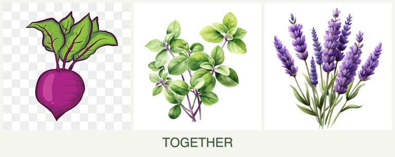 Can you plant beets, oregano and lavender together?