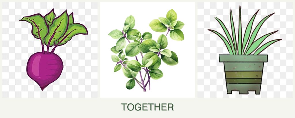 Can you plant beets, oregano and lemongrass together?