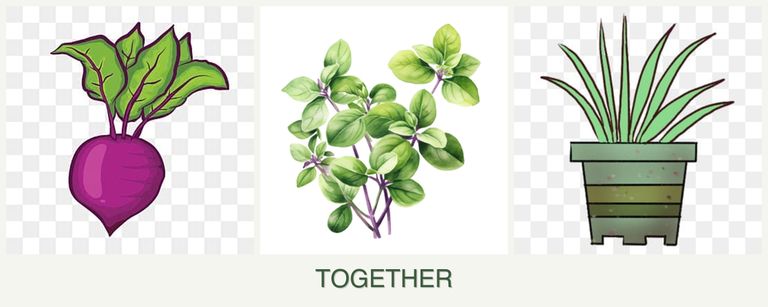 Can you plant beets, oregano and lemongrass together?