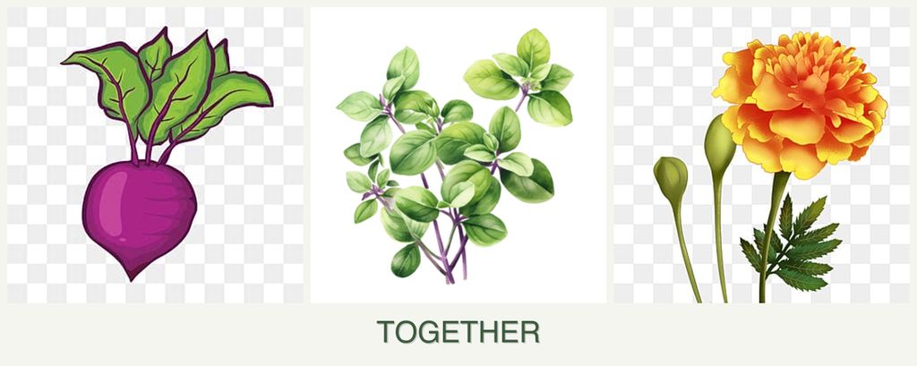 Can you plant beets, oregano and marigolds together?