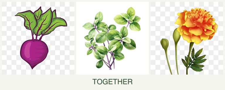 Can you plant beets, oregano and marigolds together?