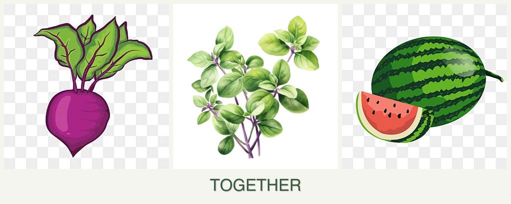 Can you plant beets, oregano and melons together?