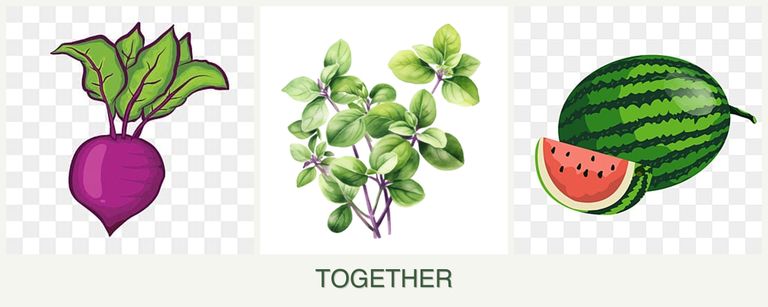Can you plant beets, oregano and melons together?