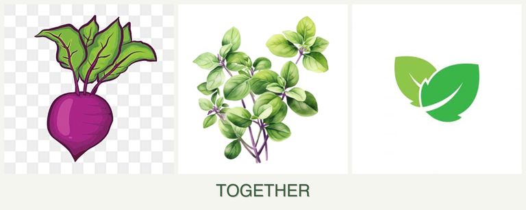Can you plant beets, oregano and mint together?