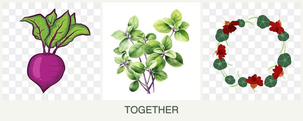 Can you plant beets, oregano and nasturtiums together?
