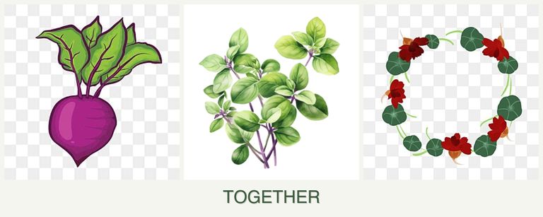 Can you plant beets, oregano and nasturtiums together?