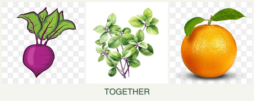 Can you plant beets, oregano and oranges together?