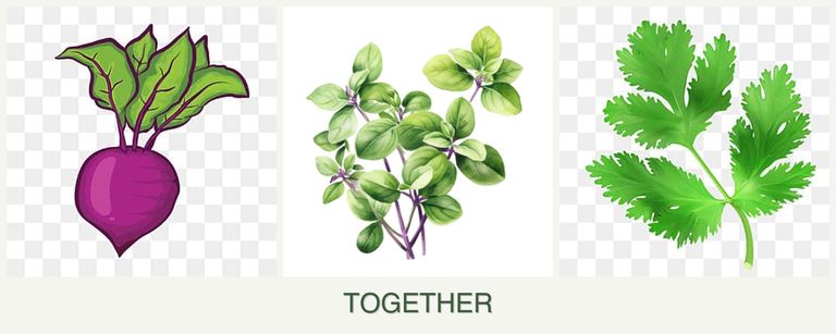 Can you plant beets, oregano and parsley together?