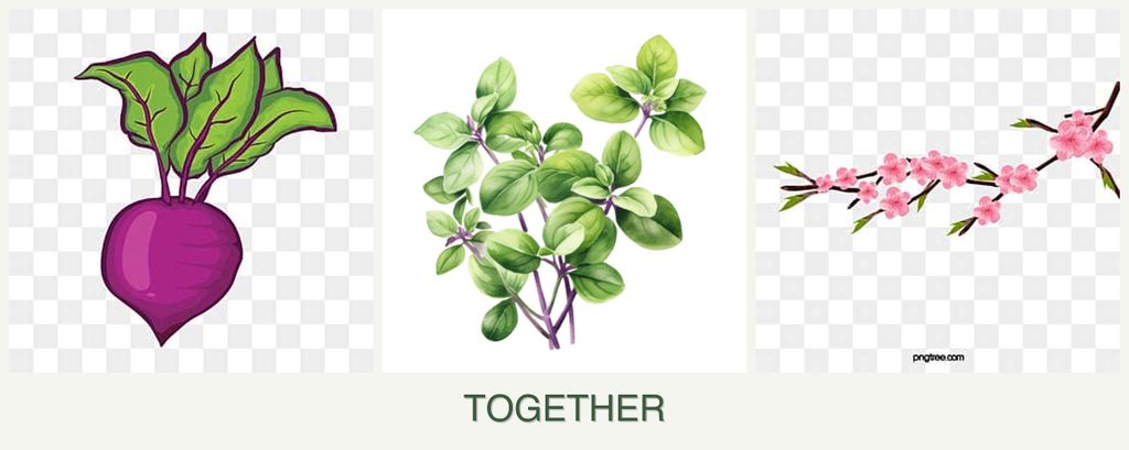 Can you plant beets, oregano and peaches together?