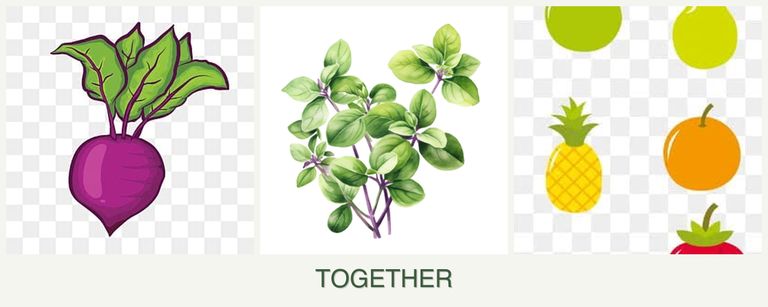 Can you plant beets, oregano and pears together?