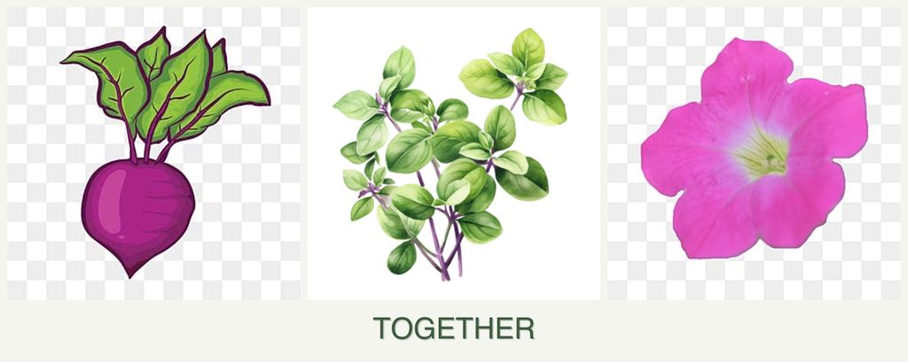 Can you plant beets, oregano and petunias together?
