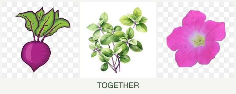 Can you plant beets, oregano and petunias together?