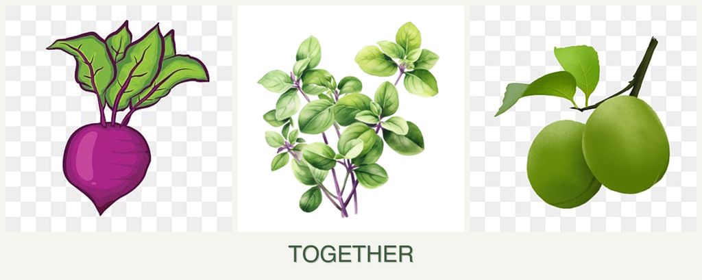 Can you plant beets, oregano and plums together?