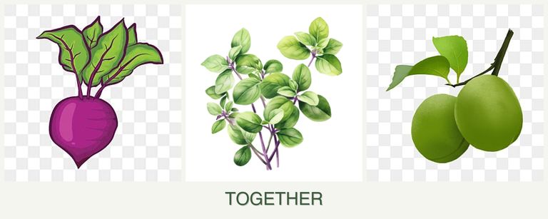Can you plant beets, oregano and plums together?