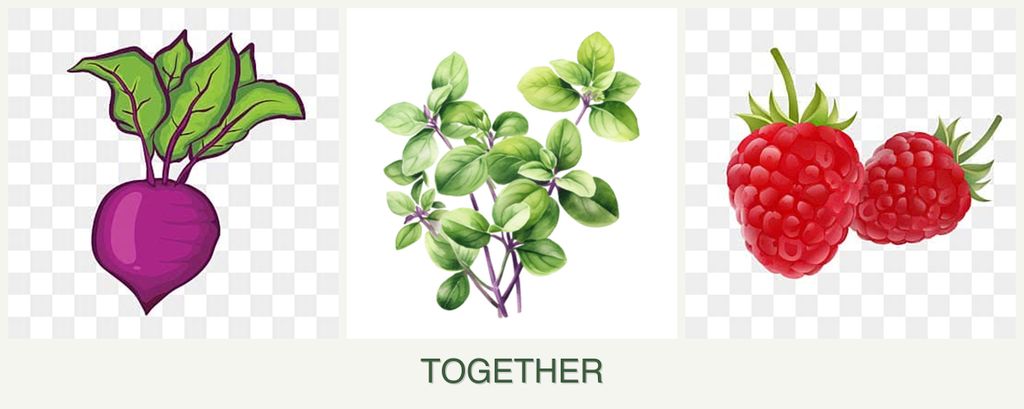 Can you plant beets, oregano and raspberries together?