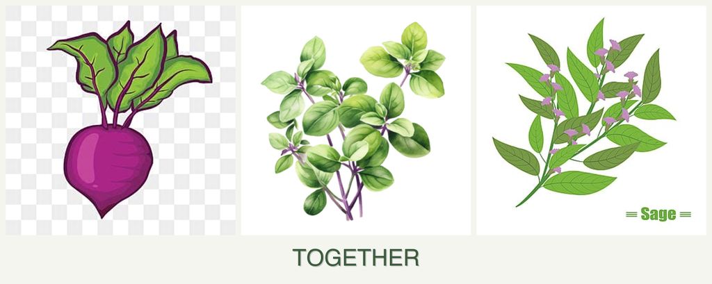 Can you plant beets, oregano and sage together?