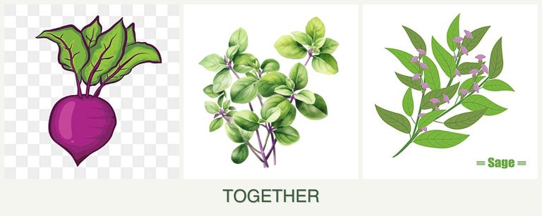 Can you plant beets, oregano and sage together?