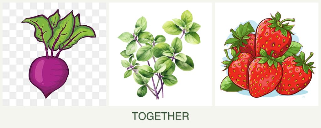 Can you plant beets, oregano and strawberries together?