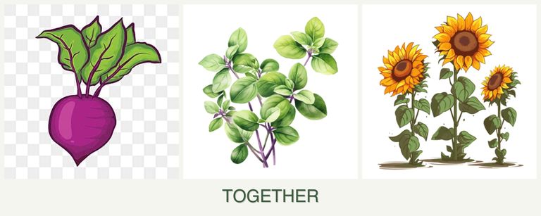 Can you plant beets, oregano and sunflowers together?