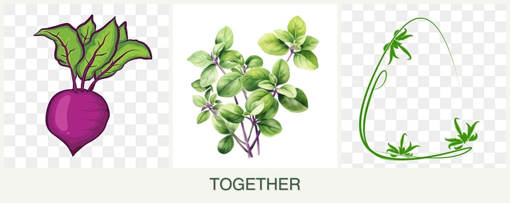 Can you plant beets, oregano and tarragon together?