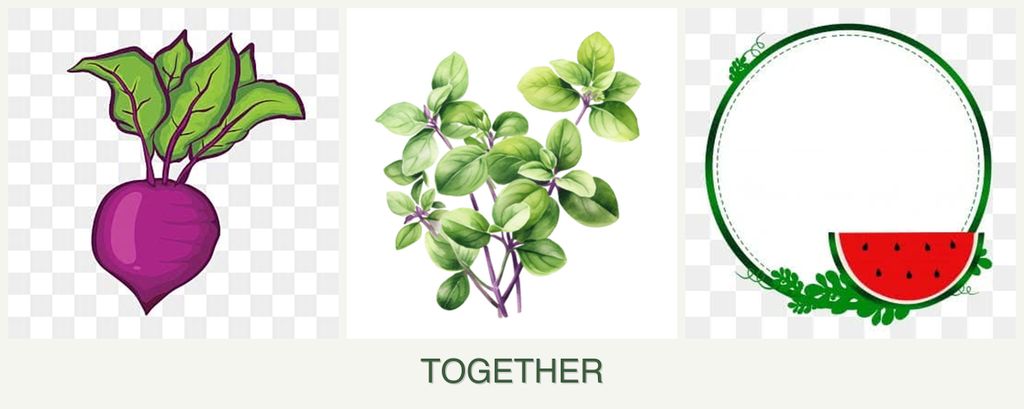Can you plant beets, oregano and watermelons together?