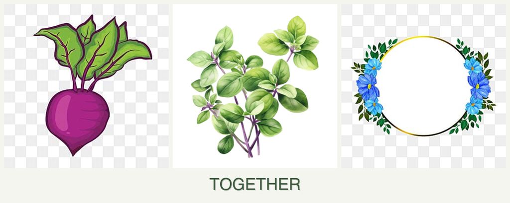 Can you plant beets, oregano and zinnias together?