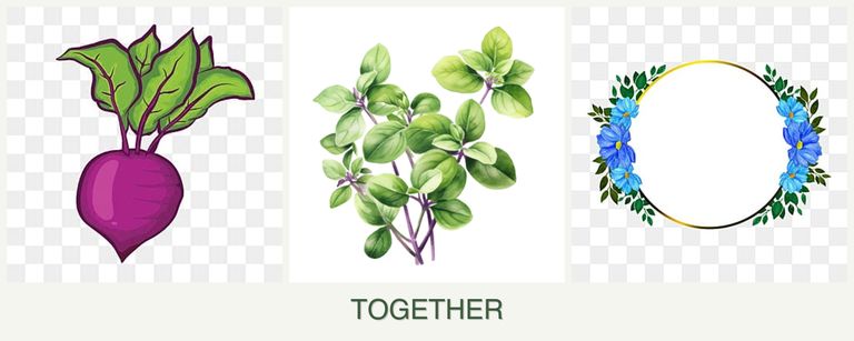 Can you plant beets, oregano and zinnias together?